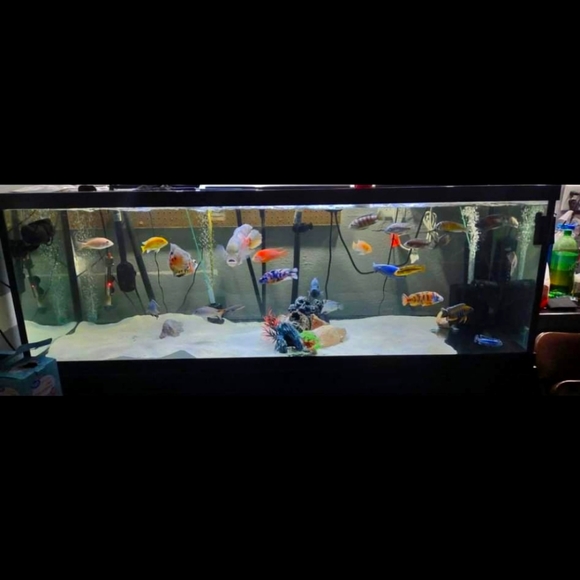 180 gallon fish tank